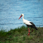 Where to go birdwatching near Warsaw? Ornithology as a hobby