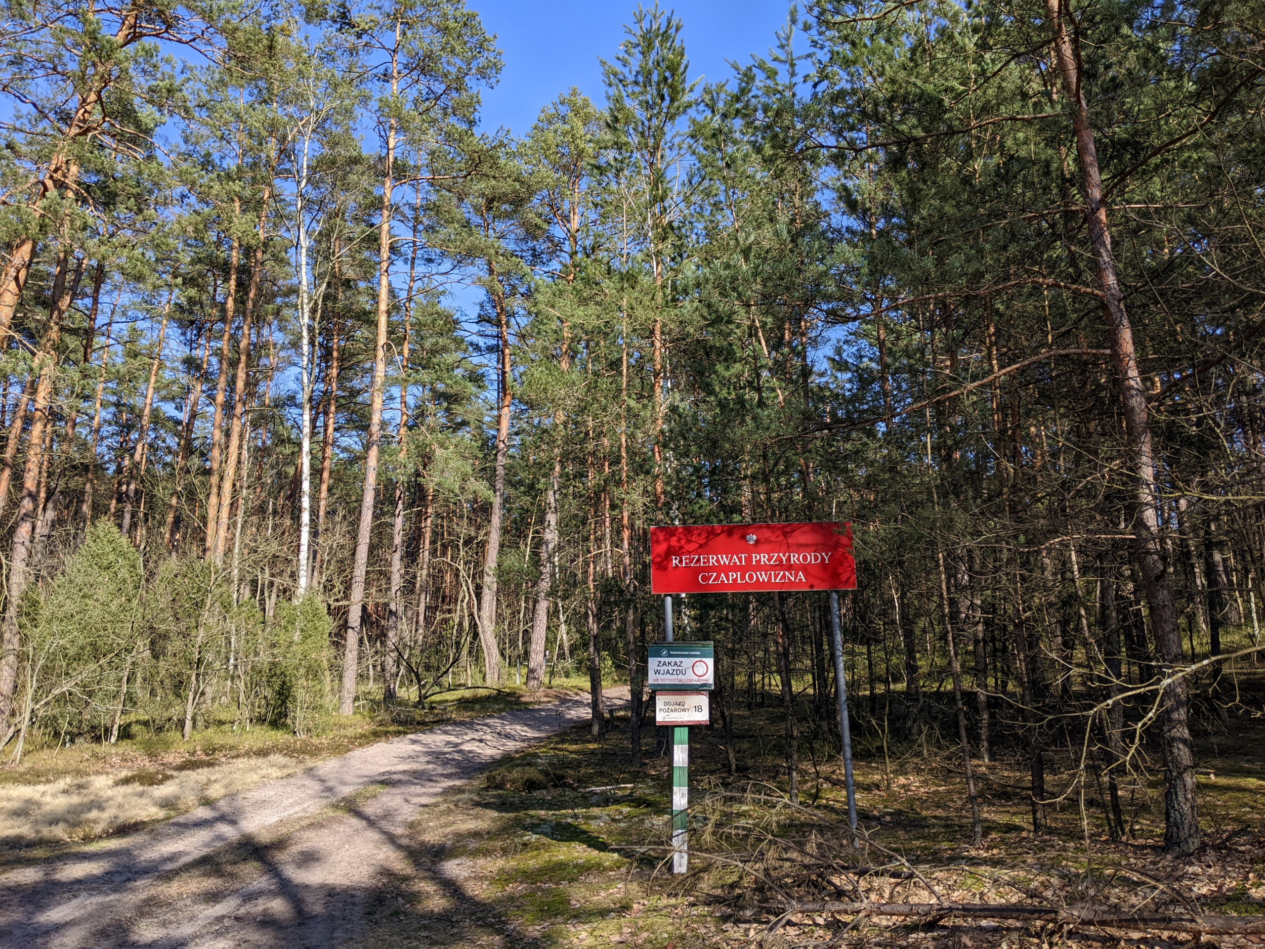 Rezerwat przyrody Czaplowizna – leśny zakątek niedaleko Łochowa